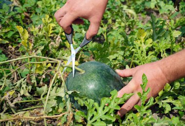Bir insan, güneşli bir bahçede olgun bir karpuzu asmasından kesmek için makas kullanır. Çevredeki yeşillikler canlı ve gür. Bu da en iyi yetişme mevsiminin bu olduğunu gösteriyor..
