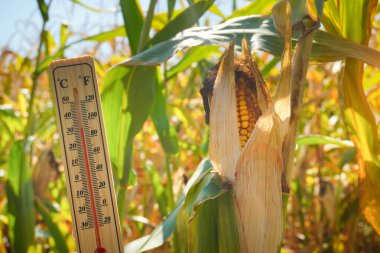 Uzun mısır bitkileri yaz sonlarında güneşli bir tarlada duruyor. Civardaki sıcaklık göstergesi yüksek olduğunu gösteriyor. Bu da ekinlerin büyümesi ve gelişmesi için uygun sıcak hava koşullarını gösteriyor..