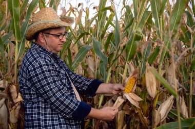 Ekose gömlekli ve hasır şapkalı bir çiftçi tarlada olgun mısırları dikkatle inceliyor. Parlak sonbahar güneşi sahneyi aydınlatıyor, hasadı vurguluyor..