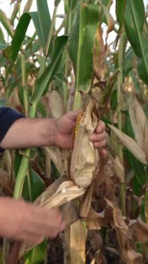 Bir çiftçi yeşil bitkilerle çevrili bir tarlada dikkatlice mısır topluyor. Güneş ışığı parlıyor, olgun kulakları toplamaya hazır olduğunu gösteriyor..