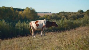 Kahverengi ve beyaz bir inek çimenli bir yamaçta duruyor ve öğleden sonra güneşin tadını çıkarıyor. Çevrede yeşil ağaçlar ve arka planda açık bir alan bulunur..