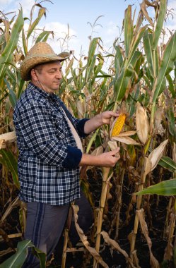 Bir çiftçi, uzun mısır bitkileriyle çevrili bir tarlada olgun mısırları topluyor. Ayar güneşli ve saat öğleden sonra geç gibi görünüyor. Çiftçi günlük kıyafetler ve hasır şapka giyiyor..