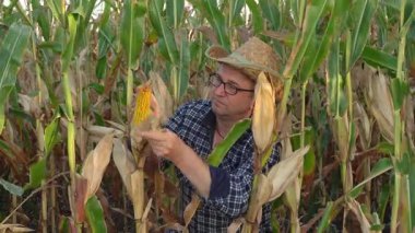 Bir çiftçi yaz sonlarında geniş bir tarlada olgunlaşmış mısırları dikkatlice hasat eder. Hasır şapka takıyor ve uzun sapların arasındaki görevine odaklanmış görünüyor..