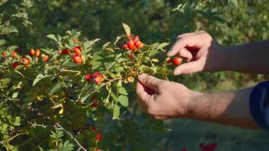 Eller, güneşli bir bahçedeki çalılıktan olgun kırmızı böğürtlen topluyor. Yeşillik bölgeyi çevreleyerek canlı bir atmosfer yaratıyor. Sıcak bir öğleden sonra..