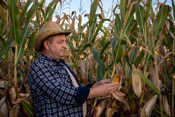 A farmer wearing a straw hat stands in a cornfield, examining an ear of corn. The tall green stalks surround him as he prepares for the harvest season on a sunny autumn afternoon.