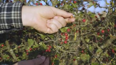 A person is carefully selecting ripe hawthorn berries from a bush. The scene captures the essence of early autumn, with lush greenery and bright red berries contrasting against the foliage.