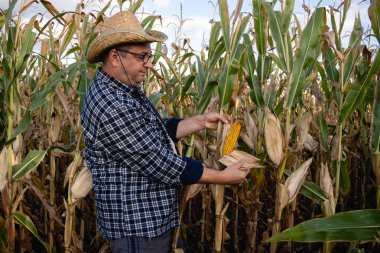 A farmer wears a straw hat and plaid shirt while inspecting a corn ear in a field surrounded by tall corn plants under a clear blue sky.