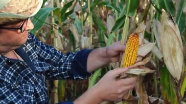 A farmer is carefully checking ripe corn in a sunny cornfield. He wears a straw hat and flannel shirt, surrounded by tall green stalks. The scene captures the essence of harvest time.