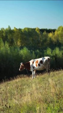 A brown and white cow grazes peacefully in a meadow filled with tall grass. The sun shines brightly, illuminating the landscape with trees in the background.
