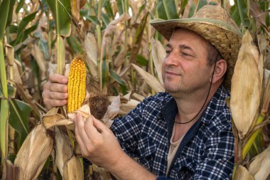 A man in a straw hat examines a ripe ear of corn in a cornfield. The harvest is taking place on a sunny day, showcasing a bountiful crop.