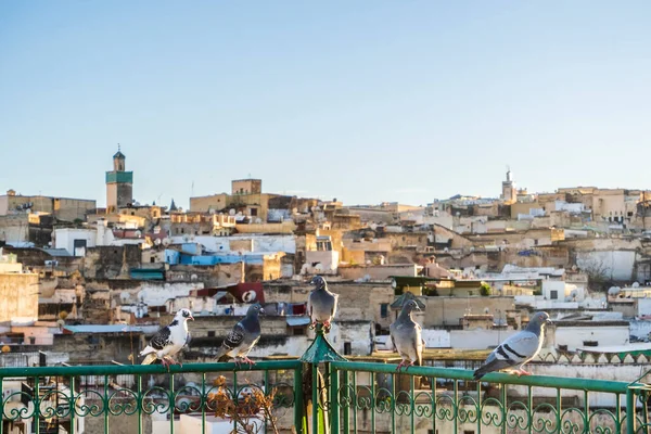 Medina Fez Panorama Holuby Odpočívající Střešní Terase Při Západu Slunce — Stock fotografie