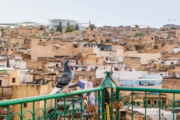 Holub Odpočívající Střešní Terase Arabském Starém Městě Medina Fez Maroko — Stock fotografie