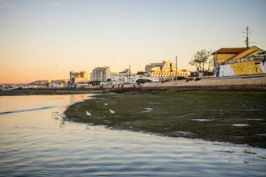 Ria Formosa 'nın sularındaki kuşlar ve Faro şehri, Algarve, Portekiz