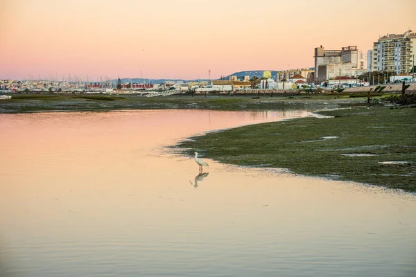 Vögel Wasser Der Ria Formosa Mit Der Stadt Faro Hintergrund — Stockfoto