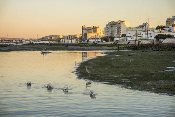 Aves Aguas Ría Formosa Con Ciudad Faro Como Fondo Algarve —  Fotos de Stock