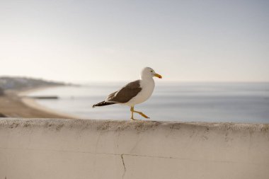 Beyaz duvardaki martının portresi, Albufeira, Güney Portekiz