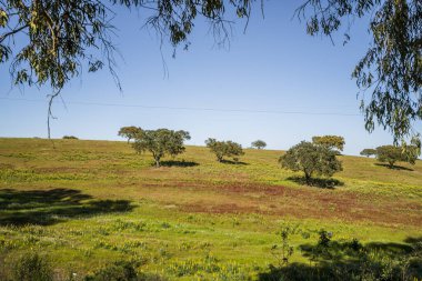 Alentejo 'nun güzel manzarası ve ünlü ulusal yol N2, Almodovar, Portekiz