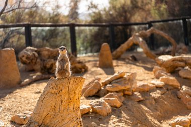 Tabernas, İspanya, Avrupa 'da Gelincik Vahşi Hayvanı