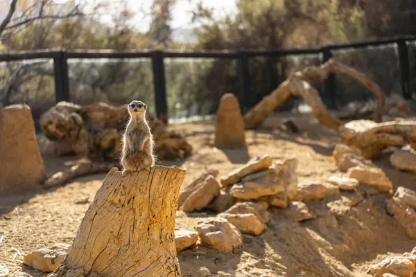 Tabernas, İspanya, Avrupa 'da Gelincik Vahşi Hayvanı