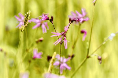 Coronaria (Adonis guguguk kuşu) ıslak çayırlarda ve orman açıklıklarında yetişir..