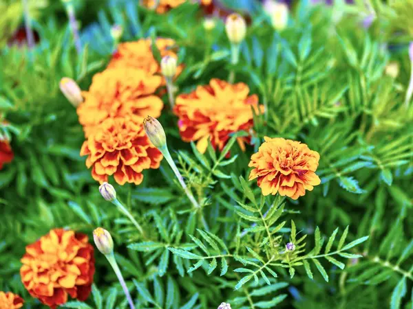 Marigold flowers in the garden. Marigold flower background