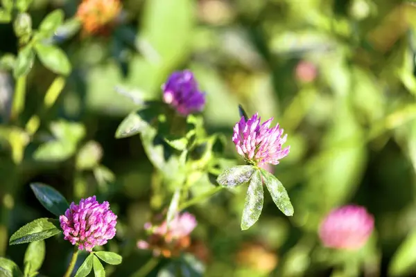 Red clover, or red clover (lat. Trifolium pratnse), is a plant from the genus Clover (Trifolium)