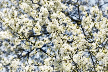 İlkbaharda kiraz çiçekleri açar. Beyaz çiçekler