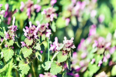 Ölü ısırgan otlarını kapatın (Lamium purpureum) çiçekleri