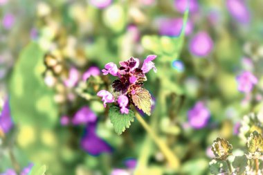 Güzel botanik fotoğrafı, doğal duvar kağıdı.