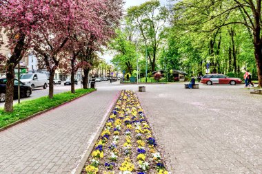 Jaslo, Polonya - 2 Mayıs 2023: Bahar çiçekli kentin bir parçası.