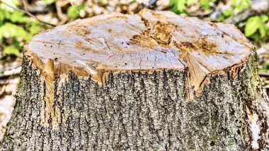 Doğada bir ağaç kes..