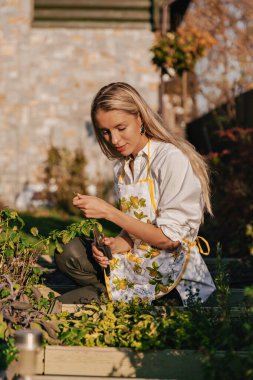 Önlük giyen sevimli bayan ev bahçesinden yemek pişirmek için yeşillik kesiyor. Dışarıdaki aşçı kızın portresi taze sağlıklı yiyecekler hazırlıyor.. 