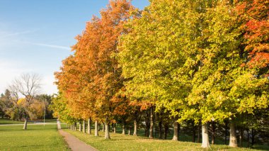 Yeşil, kırmızı ve sarı renkte sonbahar akçaağaç ağaçları. Renkli sonbahar yaprakları.