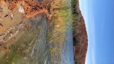 Güz göl kıyılarının hareketli su dalgalarıyla sabit görüntüleri. Sonbahar sarısı yeşil portakal ağaçları ve mavi gökyüzü. Turuncu orman ağaçları mavi gökyüzüne ve güneşe karşı. Yüksek kalite 4k görüntü