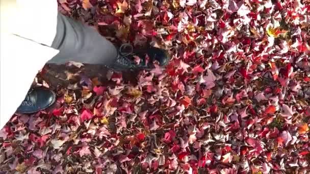 Pov 黒いブーツの認識されていない女性はゆっくりと動きで乾燥秋の赤いカエデの葉を蹴っています 足の上からの眺め 黄金の秋に落ちた葉の上を歩く 高品質のフルHd映像 — ストック動画