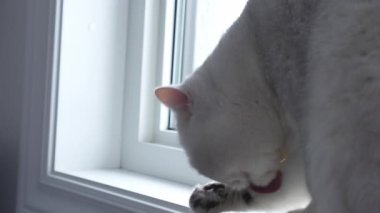 Close up white cat grooming itself at home in slow motion. British shorthair cat licking paw and look at window. Cat on window. Selective focus