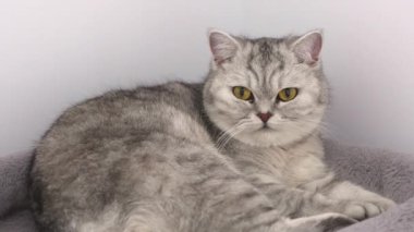 Close up grey tabby cat grooming itself at home in slow motion. British shorthair cat licking paws and look in camera. Cat with yellow eyes on cat tree. Selective focus