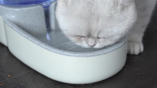White Cat Drinks Water Slow Motion Close View Indoor White — Stockvideo