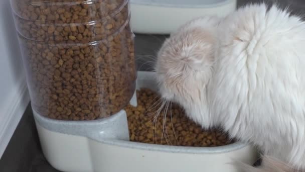 Close Long Haired Cat Eating Organic Food Automatic Feeder Cat — 图库视频影像