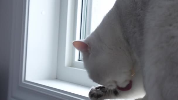 Close White Cat Grooming Itself Home Slow Motion British Shorthair — Vídeo de Stock