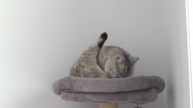Grey tabby cat grooming itself with leg up at home look at camera in slow motion. British shorthair cat licking its butt and look in camera. Cat with yellow eyes on cat tree. Selective focus