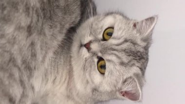 Close up grey tabby cat look at camera licking its nose in slow motion. Vertical. British shorthair cat licking paws and look in camera. Cat with yellow eyes on cat tree. Selective focus