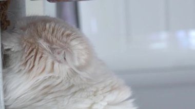 Close up Long haired cat eating organic food from automatic feeder. Vertical. Cat eating dry food from white bowl at home. Feeding your pet. Animals and pets feed concept. Vertical