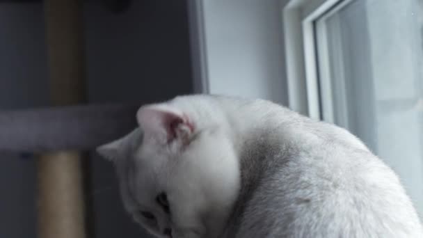 Close White Cat Blue Eyes Looks Camera Turn Away Slow — Αρχείο Βίντεο