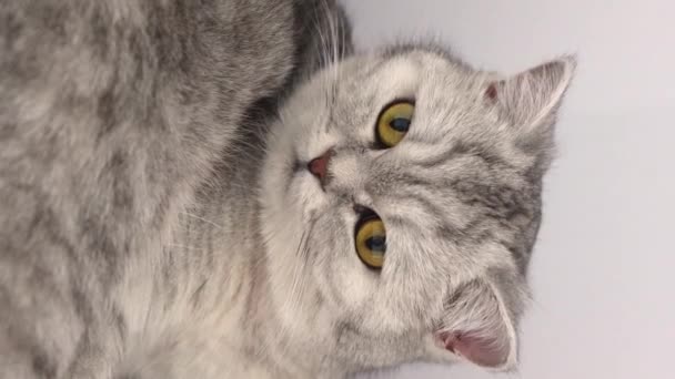 Close Grey Tabby Cat Look Camera Licking Its Nose Slow — Vídeo de Stock