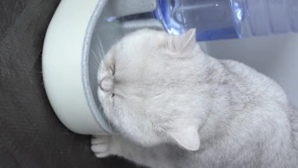 White Cat Drinks Water Slow Motion Close View Vertical Indoor — 图库视频影像