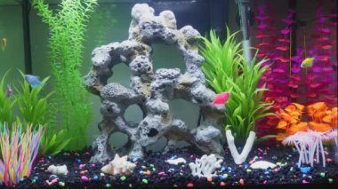 Close up view of glofish in aquarium. Glow fish different colored in tank with big stone, decorations. Gymnocorymbus ternetzi