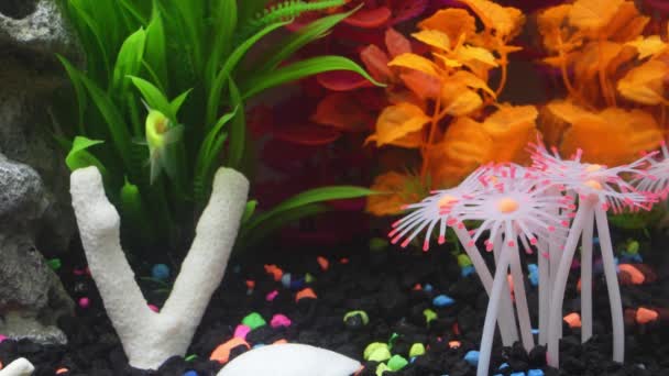 Close View Glofish Aquarium Glow Fish Different Colored Tank Big — Vídeo de stock