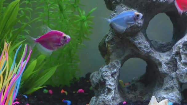 Close View Glofish Aquarium Glow Fish Different Colored Tank Big — Stockvideo