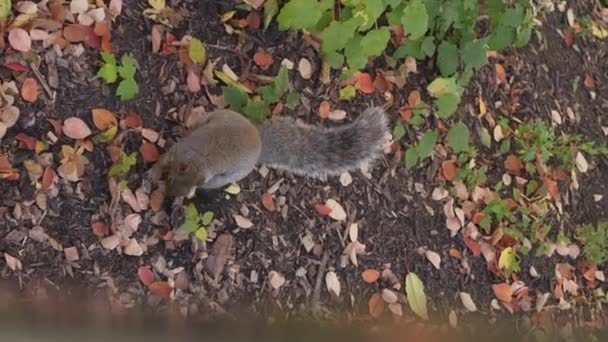 Cute Grey Squirrel Hiding Food Park Autumn Season Vertical Video — Video